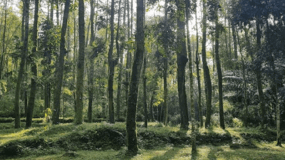 Ilustrasi hutan pinus.