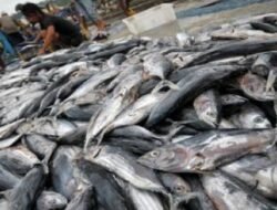 Awal Tahun, Hasil Tangkapan Nelayan Diperkirakan Menurun karena Faktor Musim