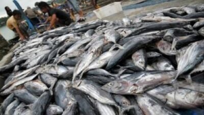 KKP memprediksi penurunan produksi perikanan tangkap pada periode Januari hingga Maret 2026.