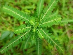 Daun Meniran, Solusi Herbal untuk Lambung Sehat dan Tekanan Darah Terjaga