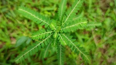 Daun Meniran, Solusi Herbal untuk Lambung Sehat dan Tekanan Darah Terjaga