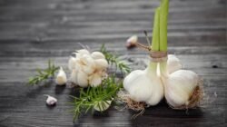 Menurut ahli, bawang putih yang sudah bertunas tetap bisa dikonsumsi selama tidak menunjukkan tanda berjamur atau pembusukan.