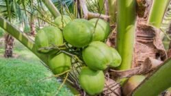 Kelapa muda, terutama airnya punya banyak manfaat kesehatan.