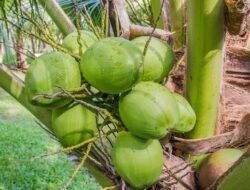 Rutin Minum Air Kelapa Muda, Apa Saja Dampaknya bagi Kesehatan?