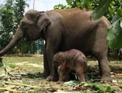 Kejahatan Satwa Liar di Riau Jadi Fokus Penegakan Hukum