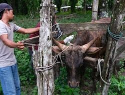 Jawa Barat Masuk Zona Prioritas Pengendalian PMK