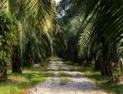 Edukasi dan Kemitraan Perkuat Kinerja Petani Sawit di Berbagai Daerah