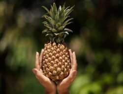 Rebusan Kulit Nanas, Cara Alami Menjaga Kesehatan Tubuh dari Dalam