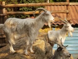 Cek Harga Hewan Kurban 2026, Kambing Rp2 Jutaan, Sapi Tembus Rp30 Juta