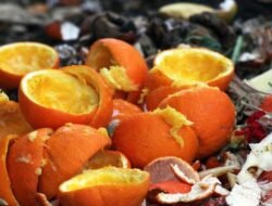 Dari Sampah Jadi Solusi, Kulit Jeruk Ampuh Rawat Tanaman dan Usir Hama