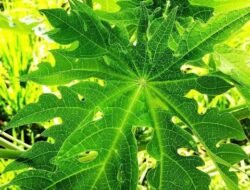 Daun Pepaya dan Daging, Trik Empuk yang Perlu Dosis Tepat