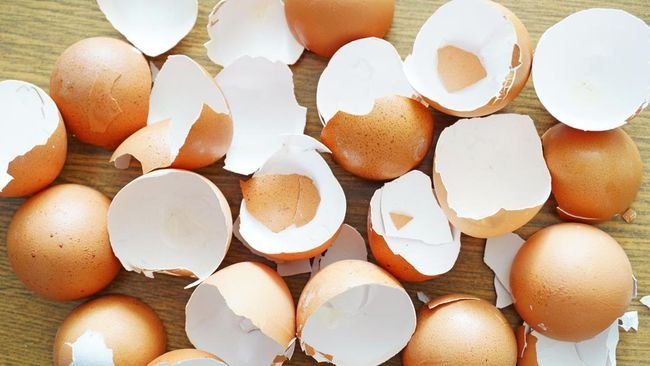 Banyak yang mengira kalau makan telur terlalu banyak bisa bisulan.