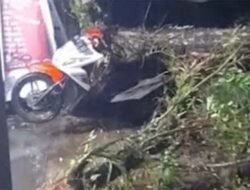Cuaca Ekstrem di Padang Sebabkan Pohon Tumbang, Warga Diminta Waspada