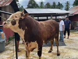 Lampaui Era Jokowi, Sapi Kurban Presiden Kini Capai 1,27 Ton
