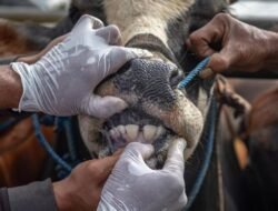 Panduan Lengkap Memilih Hewan Kurban, Sehat, Cukup Umur, dan Bebas Cacat