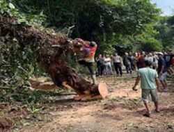 Cuaca Buruk Picu Pohon Tumbang di Talu, Lalu Lintas Sempat Terhenti Total