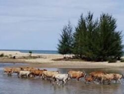 Arus Deras Muara Telan Bocah 10 Tahun di Sutera
