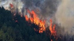 Kabel Listrik Putus Diduga Jadi Penyebab Kebakaran Spanyol