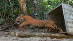Harimau Sumatera Masih Berkeliaran di Lokasi Serangan Bocah