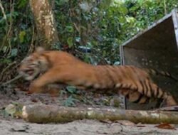 Harimau Sumatera Masih Berkeliaran di Lokasi Serangan Bocah