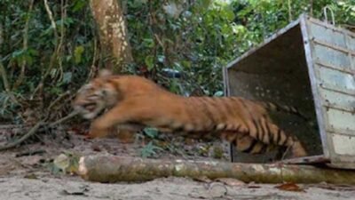 Harimau Sumatera Masih Berkeliaran di Lokasi Serangan Bocah