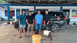 Kasus Pencurian Ternak Terungkap, Pria 47 Tahun Diciduk Tim URC Polres Tanah Datar