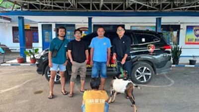Tim URC Satreskrim Polres Tanah Datar Ringkus Pelaku Pencurian Ternak.