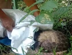 Jaringan Perdagangan Satwa Diburu, Gakkum Kehutanan Ungkap Kasus Ilegal di Sumatera Barat