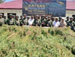 TNI Ungkap Dua Ladang Ganja di Papua Pegunungan, 21.400 Batang Disita