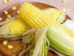 Suka Makan Jagung Mentah? Kenali Manfaat dan Risikonya
