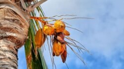 Kelapa Kuning Punya Khasiat Khusus? Ini 5 Mitos yang Masih Beredar di Masyarakat