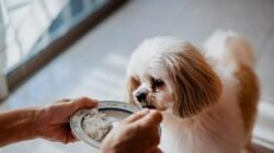 Bolehkah Anjing Diberi Nasi Setiap Hari?