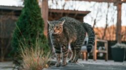7 Langkah Bikin Kucing Nyaman Pakai Litter Box