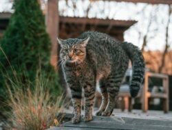 7 Langkah Bikin Kucing Nyaman Pakai Litter Box