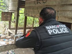 Polres Dharmasraya Gerebek Pondok Narkoba di Kebun Sawit